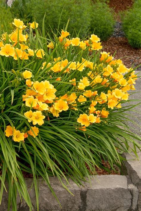 stella daylily varieties